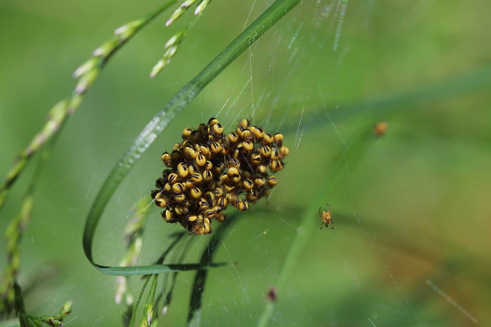LAMINATED POSTER Garden Cross Spider Baby Spiders Spider Cross Spider Poster Print 24 x 36